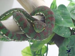 Tiergarten Schönbrunn am 24.02.2026